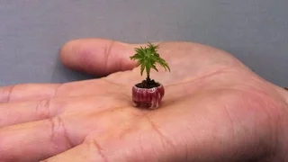 Smallest Tree in the World (about Plants)