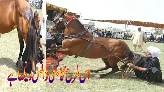 Unbelievable Ghora Dance | Ghora Dance 2023 (گھوڑا ڈانس) | Horse super Best Dance |