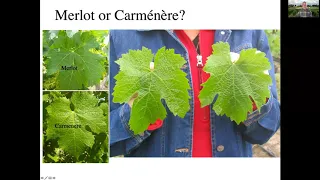 Leaf Structure and Plant Identification