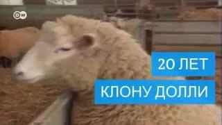 Овечка Долли: 20 лет клонированию