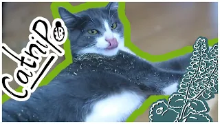 This is What Happened When I Dropped the Catnip Accidentally || Two Cats Reacting to Nepeta cataria