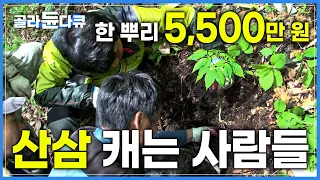 ‘한 뿌리 5,500만 원’ 불로장생의 명약 천종산삼! 최고의 산삼을 찾아 1년에 200일을 산에서 보내는 위험천만 예측불허 심마니의 삶│산삼 캐는 사람들│극한직업│#골라듄다큐