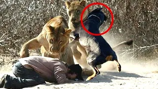 23 animal heroes who protect their owners