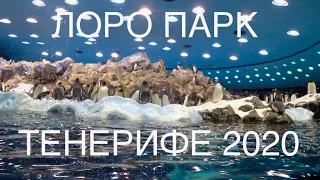 ЛОРО ПАРК, ТЕНЕРИФЕ в декабре-январе 2020