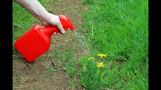 Как избавиться от травы на огороде раз и навсегда За 3 минуты!
