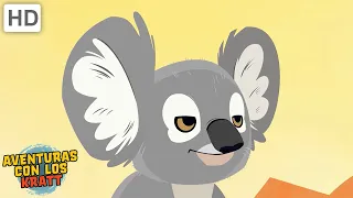 Criaturas de Australia | Koalas, canguros + más! [episodios completos] Aventuras con los Kratt