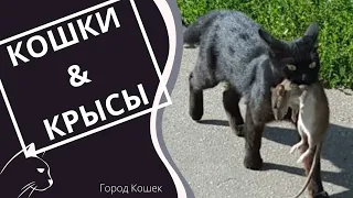 Бесстрашный Кот Крысолов. Кошка и крыса. Кто кого?