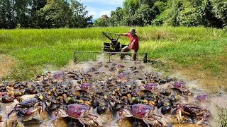 Amazing fishing! fisherman skill catch snail and crab a lots by best hand and tractor in the field