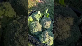 Overwintered broccoli - what happened? #garden #growyourownfood #shorts