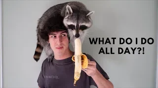 A Day in the Life of a Pet Raccoon