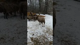 Разведение овец породы романовской с дорпером