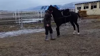 Карачаевский жеребц  Тулпар