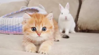 Kittens meets and walk with a cute white bunny
