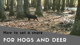 How to Set a Snare for Hogs and Deer