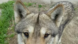 狼犬にストーカーされる飼い主