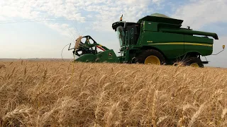 Colhendo o trigo da turma pra salvar da chuva