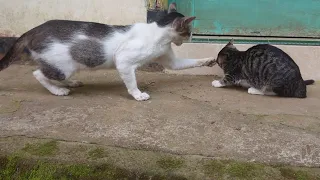 Mother Cat Attack her Kitten for Eating her Food