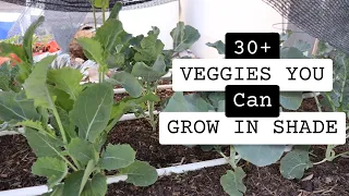 30 + Vegetables that you can grow in the shade