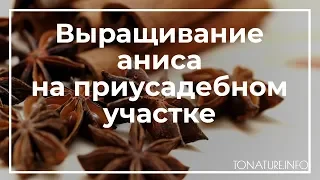 Выращивание аниса на приусадебном участке | toNature.info