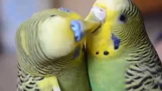 Parakeets Kissing