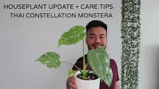 HOUSEPLANT UPDATE | Thai Constellation Monstera | RARE HOUSEPLANT