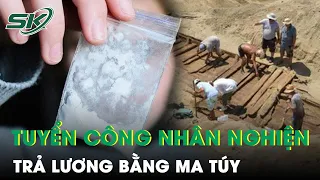 Độc Chiêu - Chủ Thầu Chỉ Chọn Người Nghiện Làm Thợ Và Trả Lương Bằng Ma Túy | SKĐS