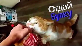 УГАРНЫЕ ПРИКОЛЫ  МАРТ 2017 - Новые смешные видео - лучший тест на психику - ОТДАЙ БУЛКУ