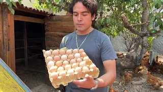 TUTORIAL: GRANJA DE GALLINAS de Huevo Orgánico de Libre Pastoreo, proyecto familiar o comunitario.