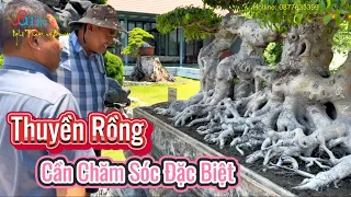 Quốc Anh chia sẻ bí quyết bổ ích chăm sóc và tạo tác cây hoàn thiện trong vườn anh Tấn Thắng Sài Gòn