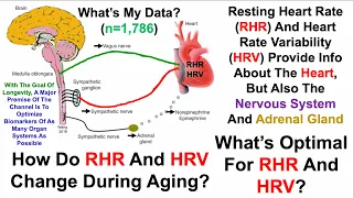 35% Increase For Heart Rate Variability Since 2018