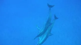 Dolphin sex