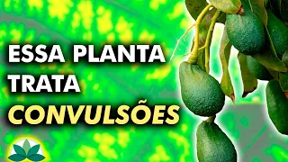 Trate a convulsão com essa planta simples