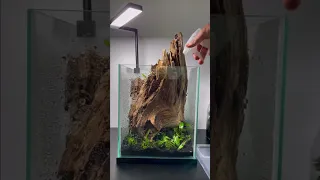 Setting up a Planted Nano Aquarium