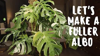 How To Transfer Variegated Monstera Albo Cutting in Moss to Soil