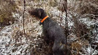 Идея   работа по куропатке  19 11 2017г