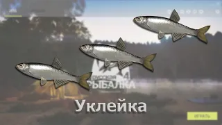 Русская Рыбалка 4 (Russian Fishing) - стрим. Уклейка для живца.