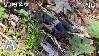 25 | Appalachian Trail 2021 |  Four snakes near Hot Springs