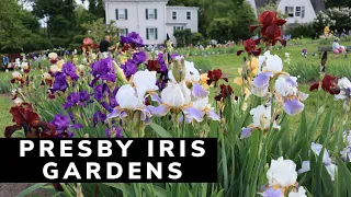 Presby Iris Gardens ~ Irises in Bloom ~ How to care for Irises