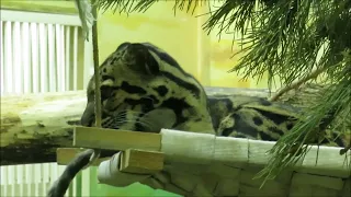 Дымчатый леопард Яви (девочка) любит спать на гамаке 02.12.2022