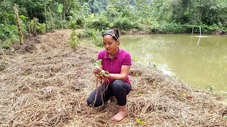 How To Build A Garden In Farm - Grow Cabbage Around The Fish Pond | Lý Thị Ca