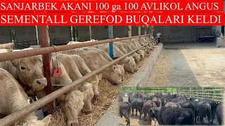 SANJARBEK AKANI 100ga 100 ANGUS AVLIKOL SEMENTALL GEREFOD BUQALARI KELDI