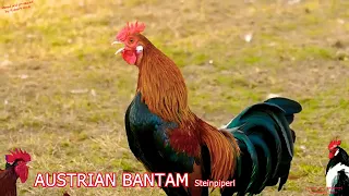 Rooster crowing ❤competition 🎧#video