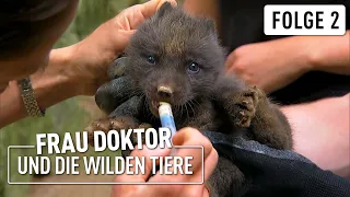 Eisfuchs-Babys im Opel-Zoo | Frau Doktor & die wilden Tiere | (2/4)