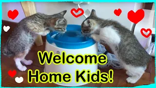 I adopted two kittens: Kittens First Day Home