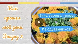 Вино, варенье, каперсы из одуванчиков. Базовые рецепты. Часть первая