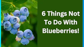 6 Things Not To Do With Blueberries: Avoid These 6 Common Blueberry Mistakes!"