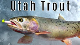 Ice Fishing For Cuthroat Trout - Utah Ice Fishing 2023