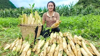 Harvesting WHITE RADISH Go To The Market Sell | Farm Life, Gardening,Farming, Cooking, Animal Care