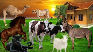 Farm Animal Sounds Farm Animals For Learning Sheep, Goat, Cow, Monkey, Horse, Camel, Cat, Bee, Pig..