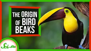 How Birds Got (And Kept) Their Beaks